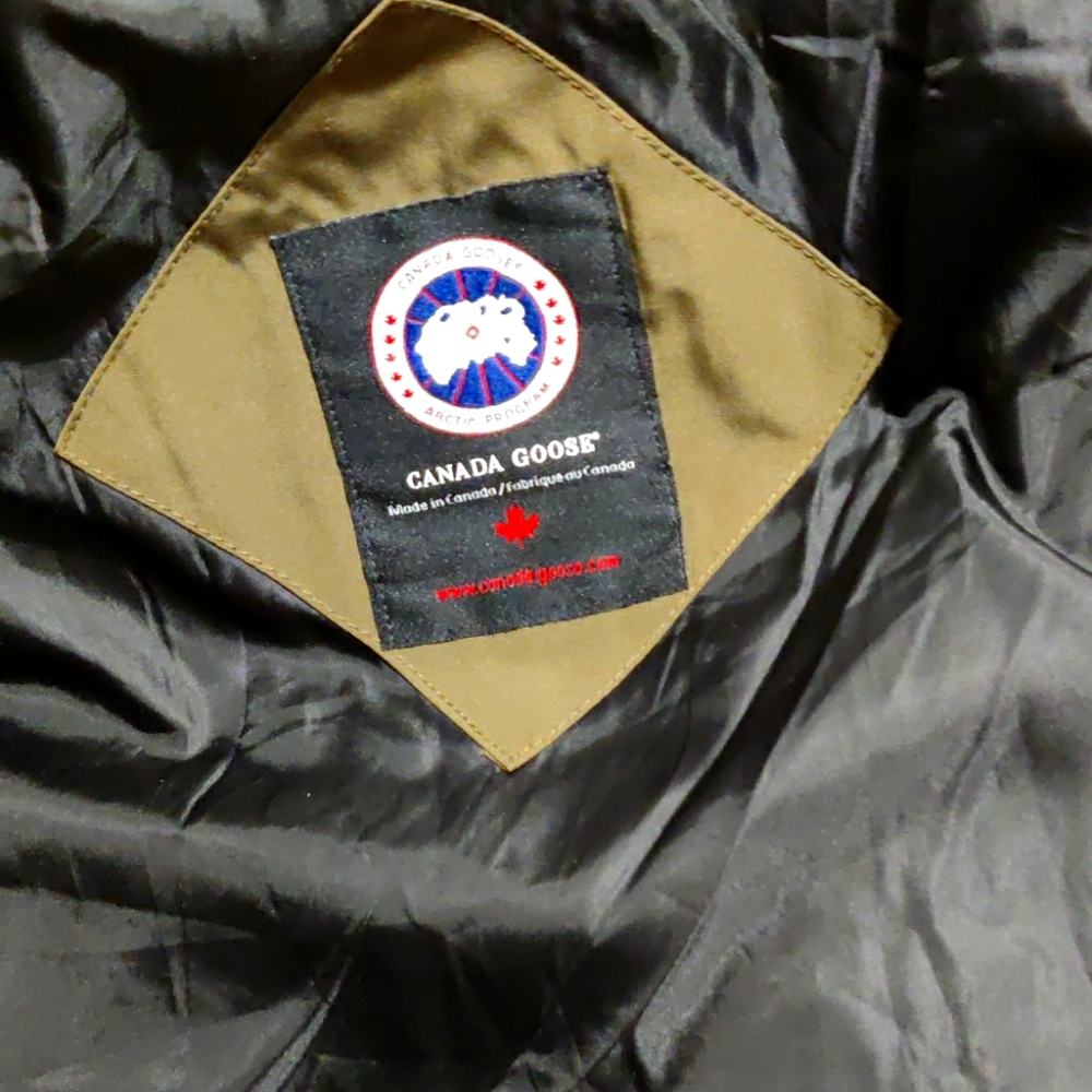 Canada goose